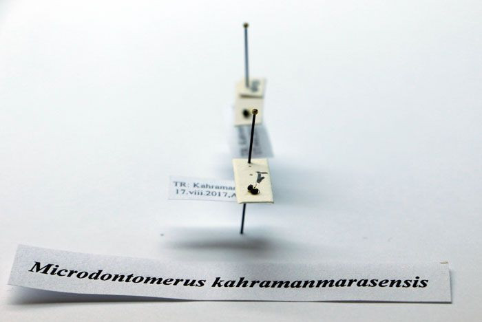 Kahramanmaraş'ta tesadüfen iki böcek türü bulundu - Resim: 3