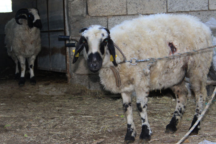 Katliam bu sefer şans eseri önlendi! Mahalleli diken üstünde  - Resim: 3