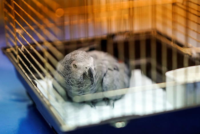 Masterchef Murat Özdemir'in işkence ettiği papağan Bahtiyar öldü - Resim: 2