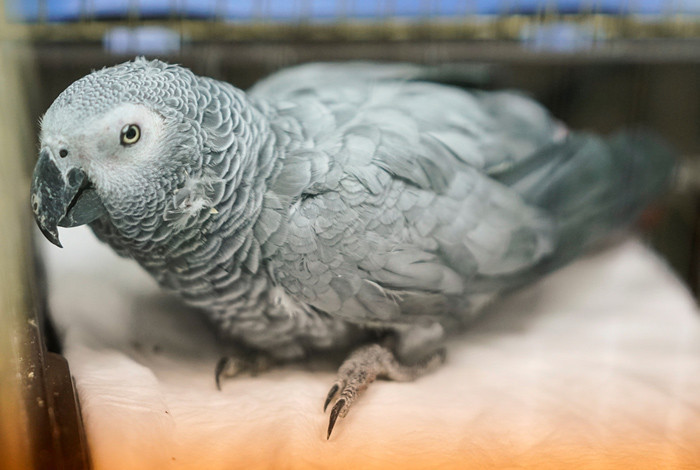 Masterchef Murat Özdemir'in işkence ettiği papağan Bahtiyar öldü - Resim: 3