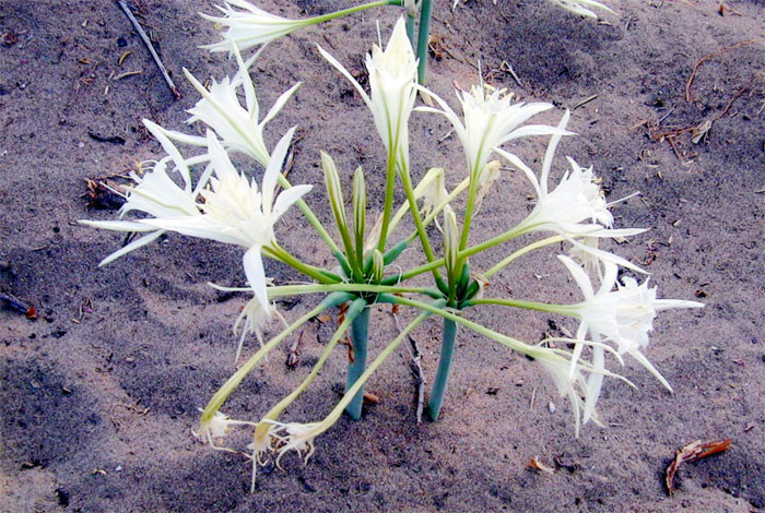 Dikkat! Bu çiçeği koparmanın cezası 48 bin lira... - Resim: 1