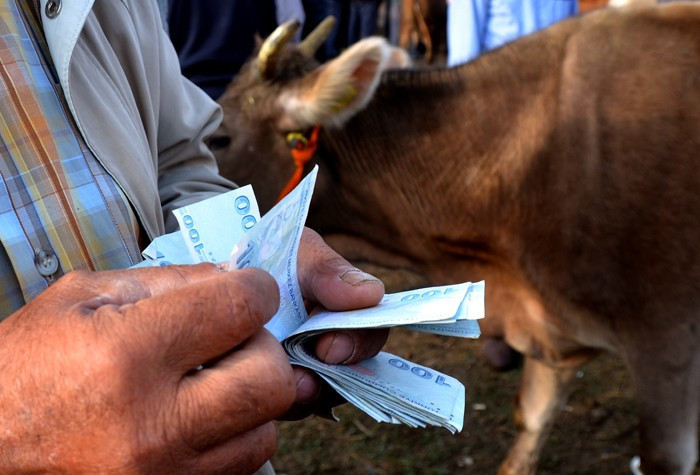 Kurban fiyatı 2017 Migros - Carrefour A101 kurbanlık dana - Resim: 1