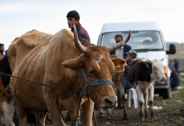 Kurban fiyatı 2017 Migros - Carrefour A101 kurbanlık dana - Resim: 4