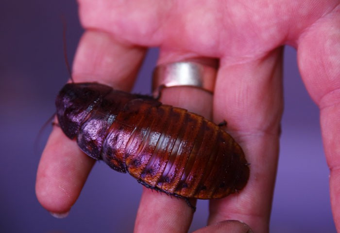 Para verip hamam böceği satın alır mısınız? Tanesi 4 lira - Resim: 3