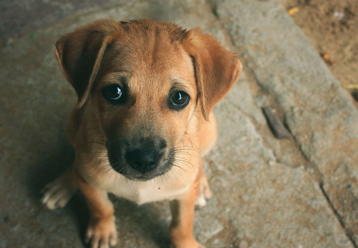 Bilim adamlarından köpeklerle ilgili şaşırtıcı araştırma! Meğer sonradan ortaya çıkmış - Resim: 4