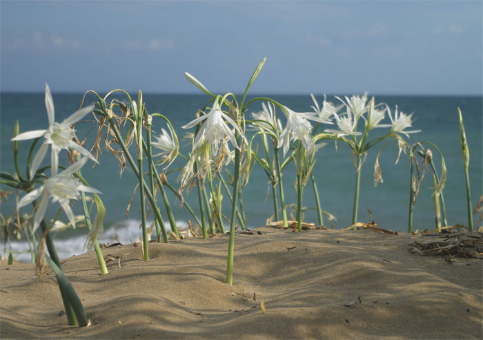 Dikkat! Bu çiçeği koparmanın cezası 48 bin lira... - Resim: 4