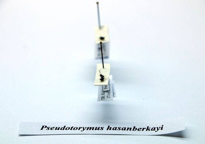 Kahramanmaraş'ta tesadüfen iki böcek türü bulundu - Resim: 1