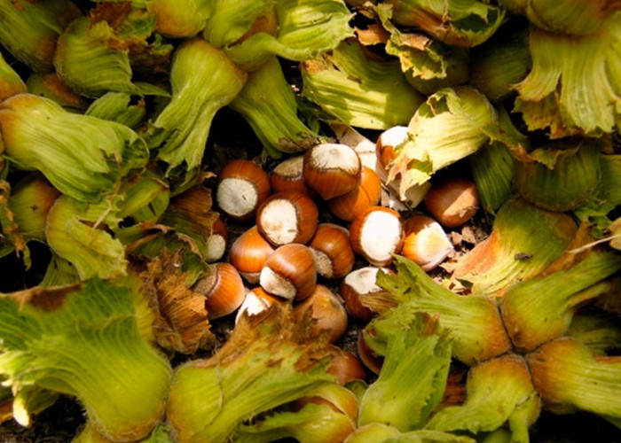 'Çiğ fındık'la sağlık depolayın! İşte fındık mucizesi... - Resim: 1