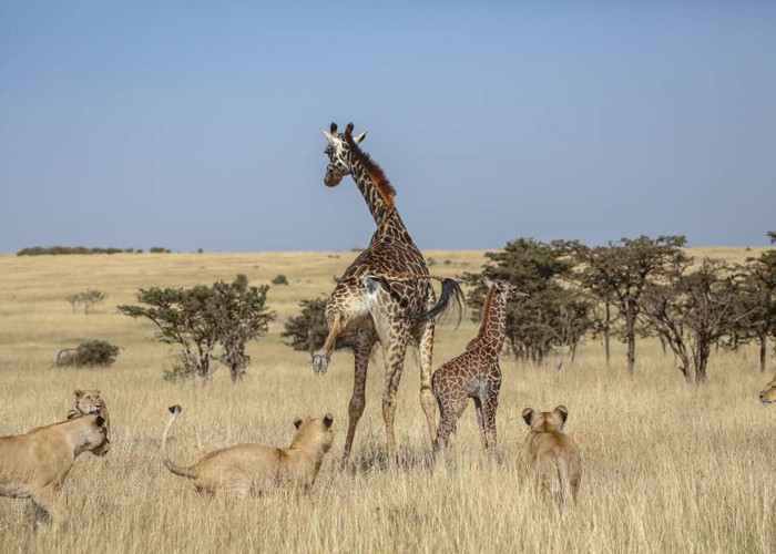 Anne zürafa ve yavrusu aslan sürüsünün ortasında kaldı sonrası korkunç! - Resim: 1