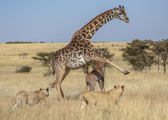 Anne zürafa ve yavrusu aslan sürüsünün ortasında kaldı sonrası korkunç! - Resim: 2