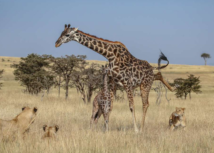 Anne zürafa ve yavrusu aslan sürüsünün ortasında kaldı sonrası korkunç! - Resim: 3