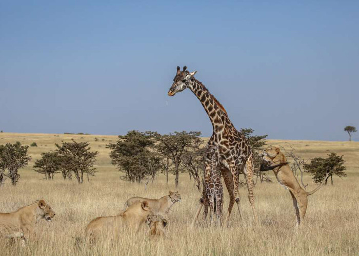 Anne zürafa ve yavrusu aslan sürüsünün ortasında kaldı sonrası korkunç! - Resim: 4