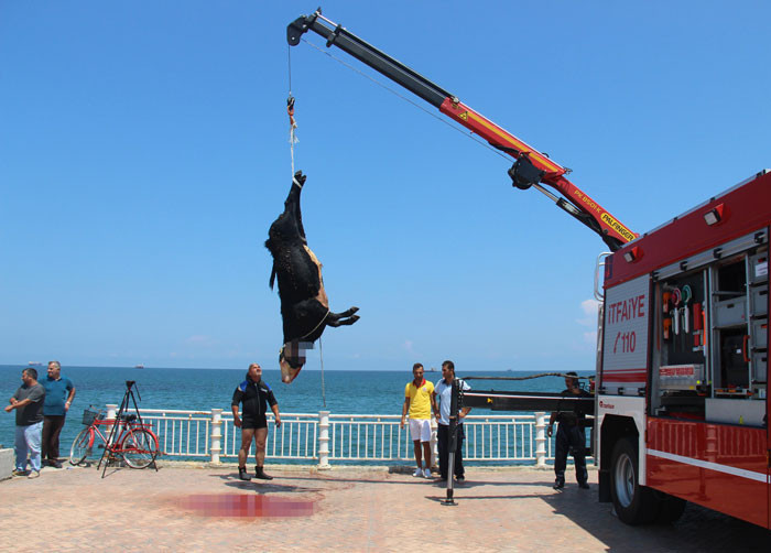 Samsun'da şoke eden görüntü! Denizde kestiler... - Resim: 4