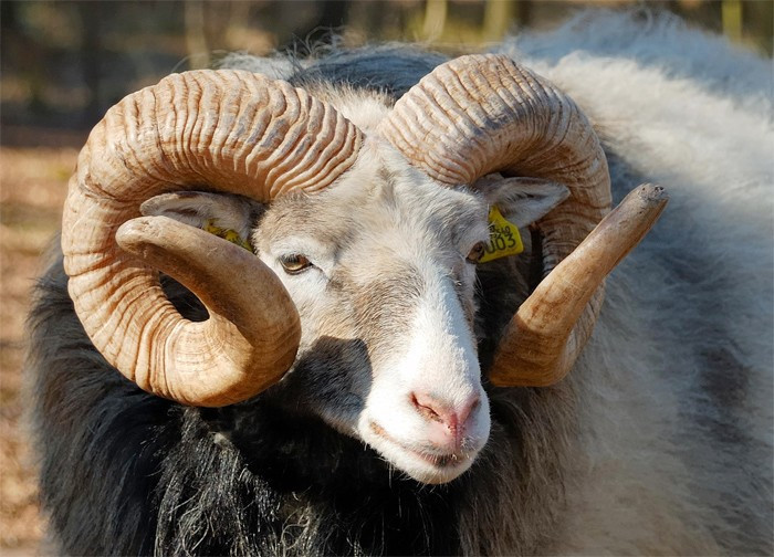 2017 Kurbanlık fiyatları ! Koyun ve dana hissesi kaç lira? - Resim: 1