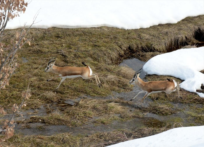 Bitlis'te makinesini kapan ceylan çekmeye gitti - Resim: 4