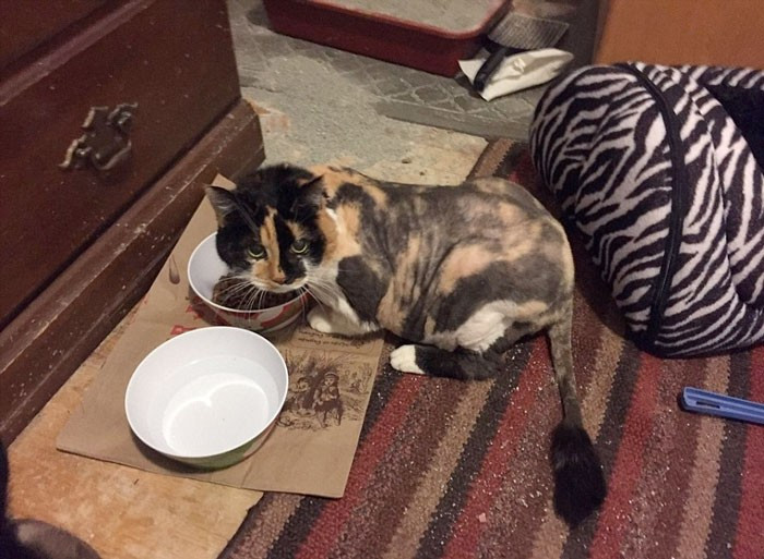 Bakımsızlık onu bu hale getirdi yürek dağladı - Resim: 4