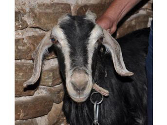 Keçiye tecavüz ederken...İğrençliğin bu kadarı! - Resim: 1