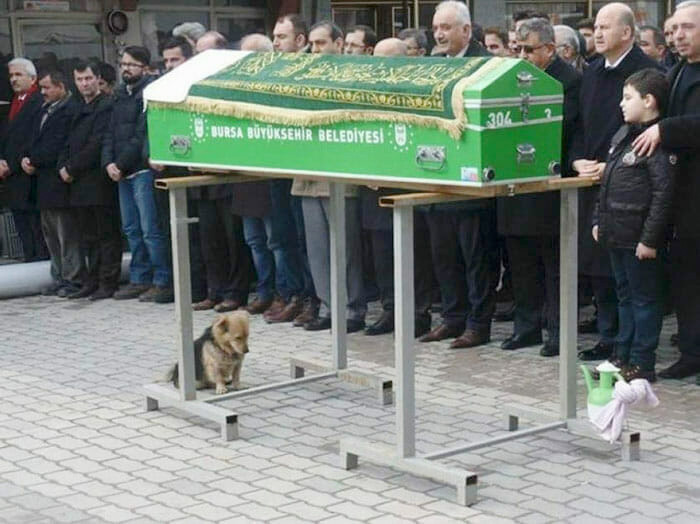 Her gün evden kaçan köpeğin nereye gittiğini görünce ağladı - Resim: 1