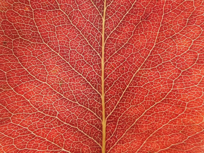 Yaprağın üzerindeki çizimlere dikkat! Çok şaşıracaksınız - Resim: 1