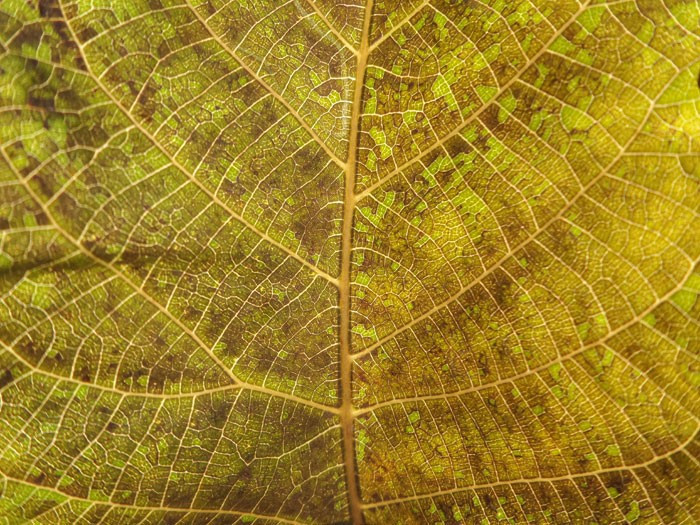 Yaprağın üzerindeki çizimlere dikkat! Çok şaşıracaksınız - Resim: 2