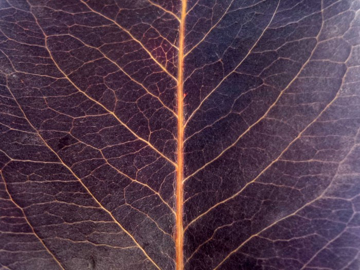 Yaprağın üzerindeki çizimlere dikkat! Çok şaşıracaksınız - Resim: 3