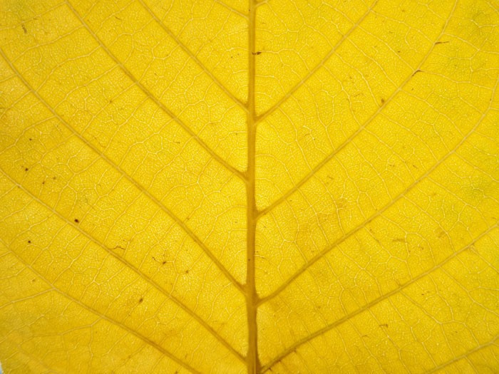 Yaprağın üzerindeki çizimlere dikkat! Çok şaşıracaksınız - Resim: 4