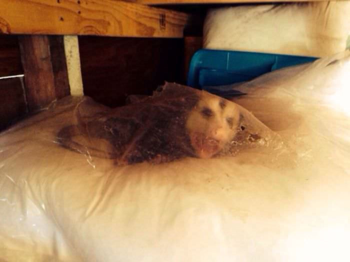 Tüm dünya bu kareyi konuşuyor tüyler ürperten detay - Resim: 3