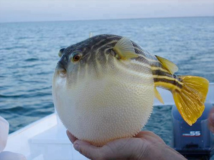 Hint okyanusundan geldiler Ege ve Marmara'da büyük tehlike - Resim: 2