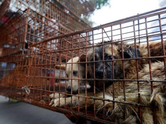 Yulin'de köpek eti yemek yasaklandı! - Resim: 2