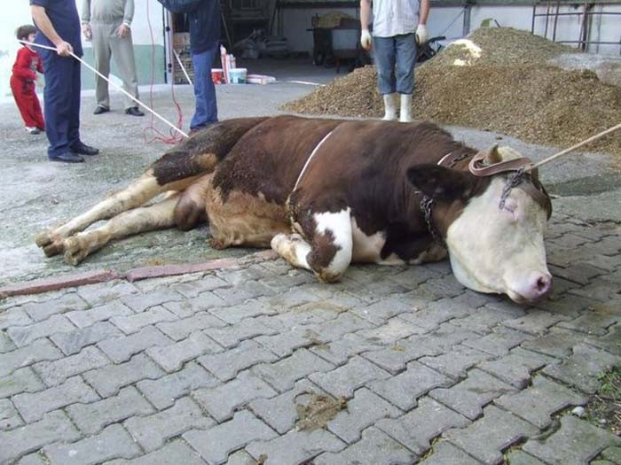 Boğaları yatırmanın kolay yolu - Resim: 1