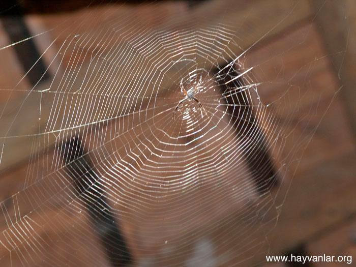 Örümcek ağı çelikten daha sağlam - Resim: 4