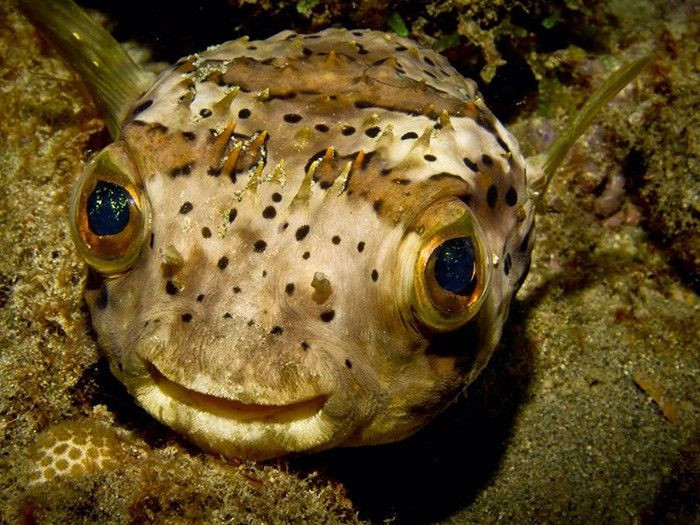 Japonya'da onlarca kişiyi öldüren balon balığının fiyatı cep yakıyor - Resim: 2