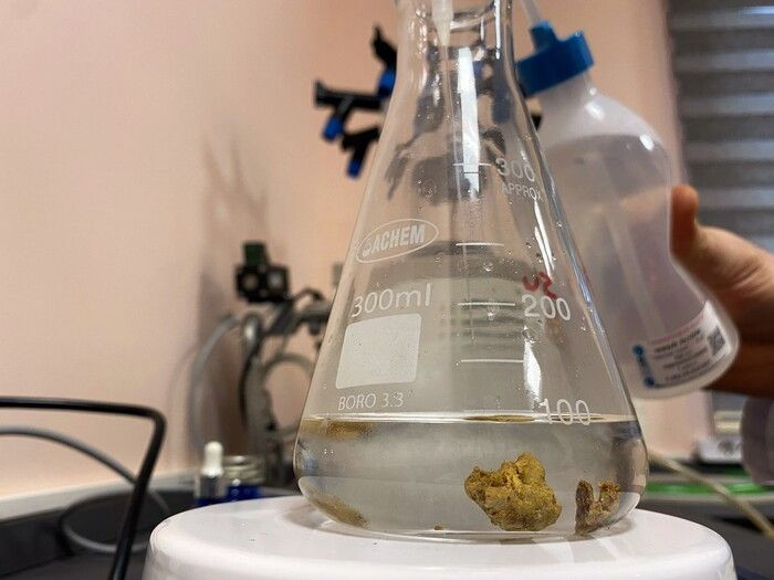 Profesör üretmeyi başardı Düzce'de taleplere yetişemiyor! Fiyatı duyan şaştı kaldı - Resim: 4