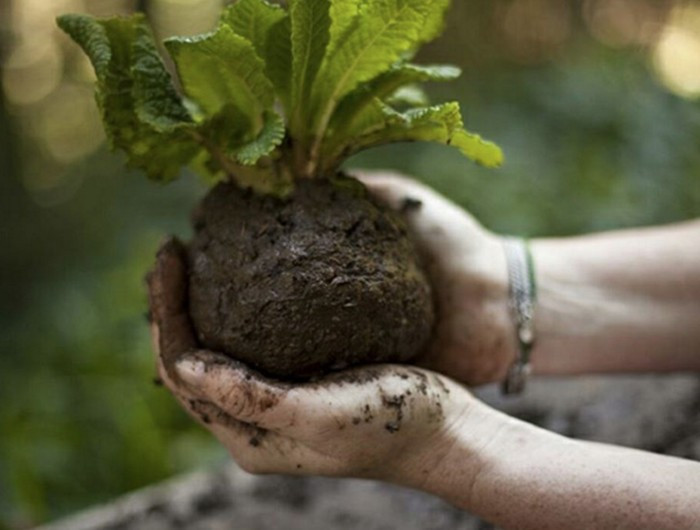 Ev ve ofislerin vazgeçilmezi saksı çiceklerini birde böyle kullanın - Resim: 1