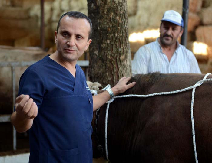 Boğaları yatırmanın kolay yolu - Resim: 2