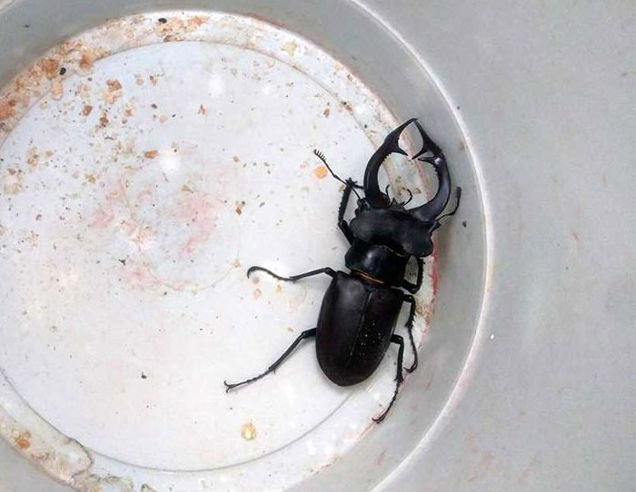 Servet değerinde geyik böceği Konya'da bulundu! Sakın öldürmeyin - Resim: 3