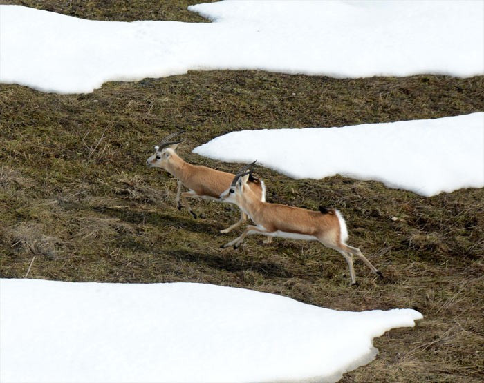 Bitlis'te makinesini kapan ceylan çekmeye gitti - Resim: 3