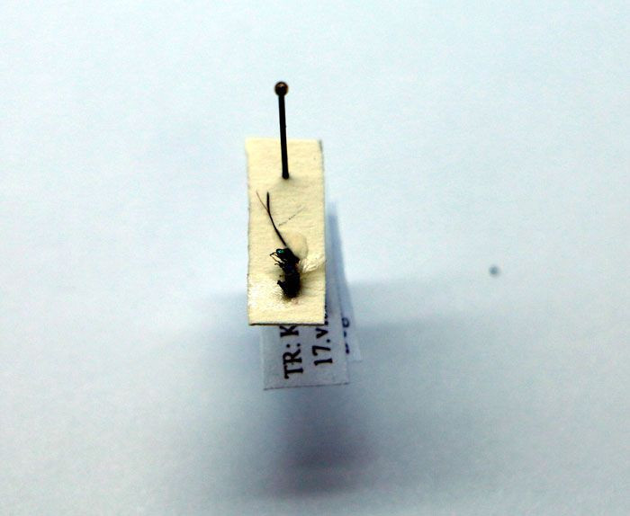 Kahramanmaraş'ta tesadüfen iki böcek türü bulundu - Resim: 4