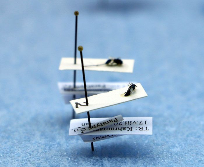 Kahramanmaraş'ta tesadüfen iki böcek türü bulundu - Resim: 2