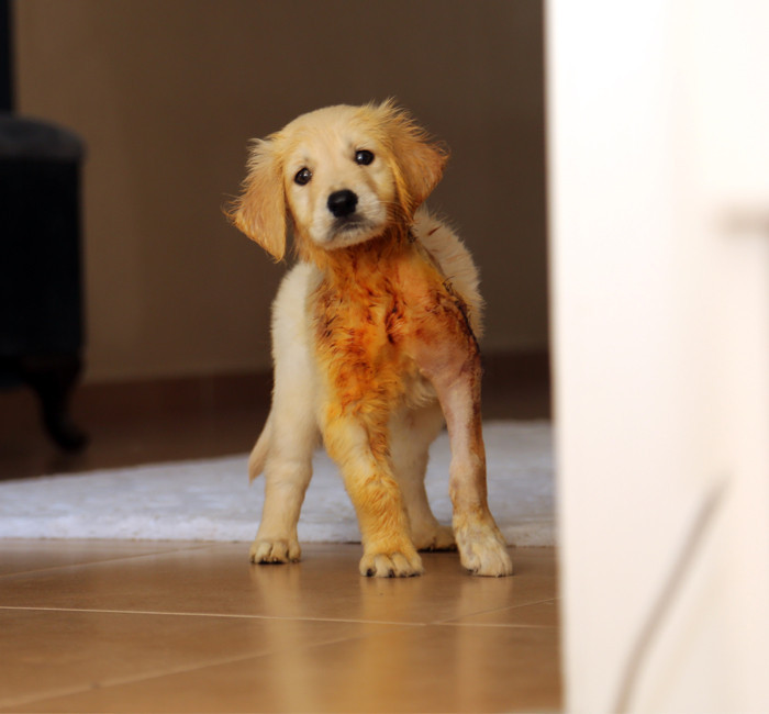 Köpek yavrusu "Pıt pıt"a bebek gibi bakıyorlar - Resim: 1