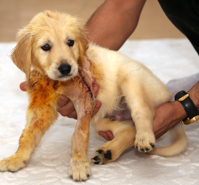 Köpek yavrusu "Pıt pıt"a bebek gibi bakıyorlar - Resim: 3