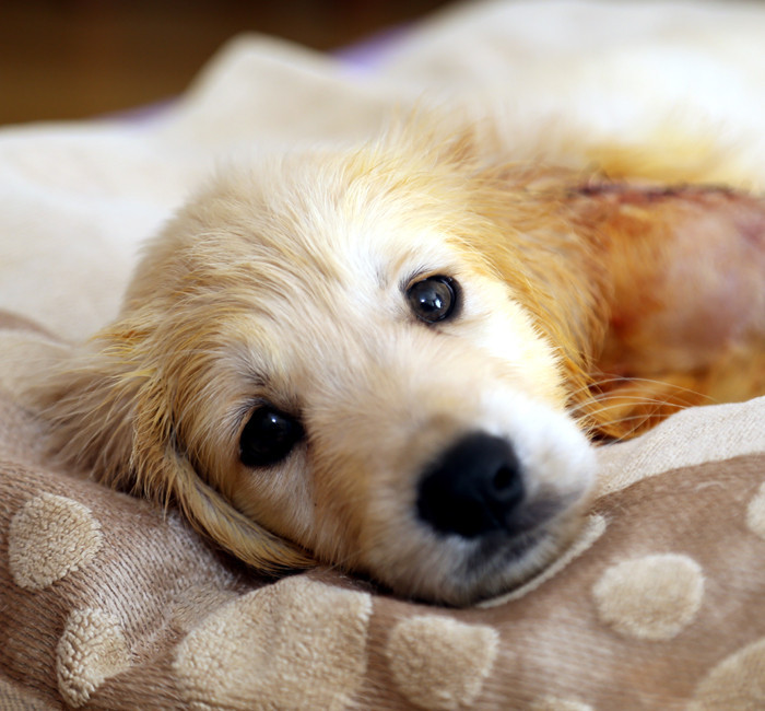 Köpek yavrusu "Pıt pıt"a bebek gibi bakıyorlar - Resim: 4