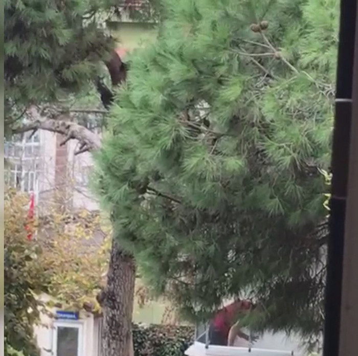 Balkonda köpeğini öldüresiye dövdü! İsyan ettiren görüntüler - Resim: 2