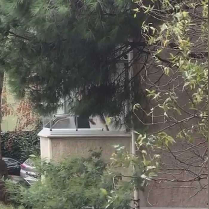 Balkonda köpeğini öldüresiye dövdü! İsyan ettiren görüntüler - Resim: 1