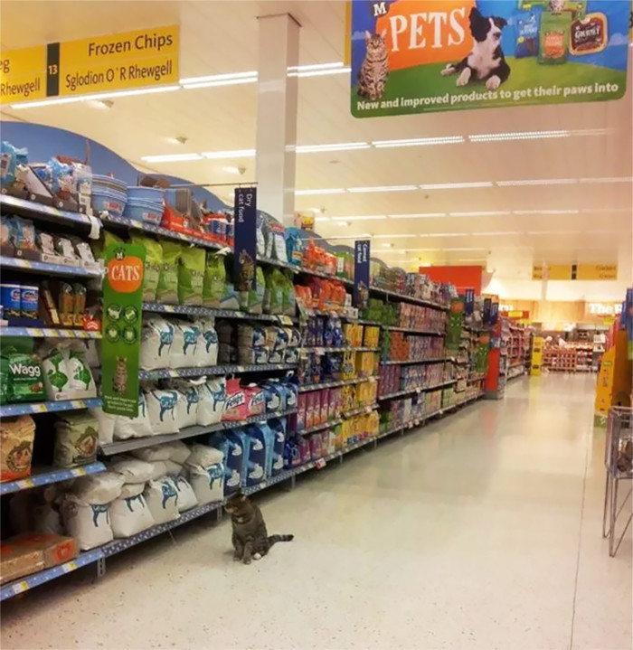 Ünlü market kedisi öldü - Resim: 4