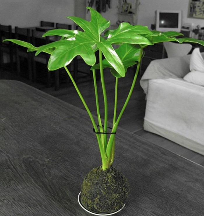 Ev ve ofislerin vazgeçilmezi saksı çiceklerini birde böyle kullanın - Resim: 3