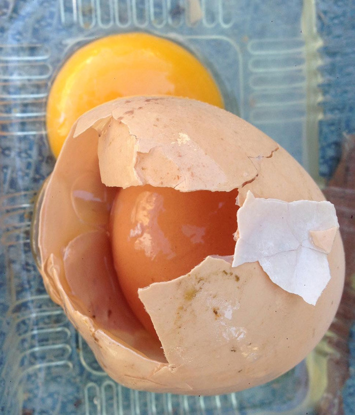 Yumurtanın içinden çıktı görenler gözlerine inanamadı - Resim: 1