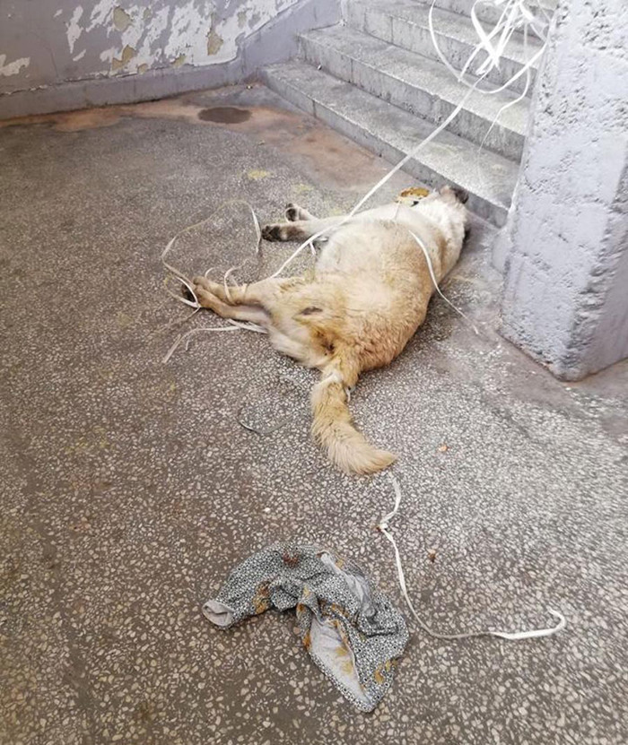 Sokak köpeğini boğarak öldürdükten sonra tecavüz etti - Resim: 4