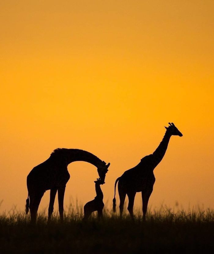 National Geographic seçti işte Instagram fotoğraf yarışmasının kazananları - Resim: 3