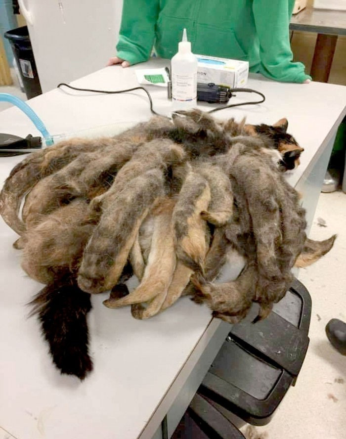 Bakımsızlık onu bu hale getirdi yürek dağladı - Resim: 1